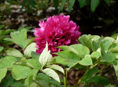 P1100145 50190599058 O