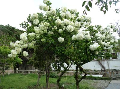 P1100150 50191144076 O