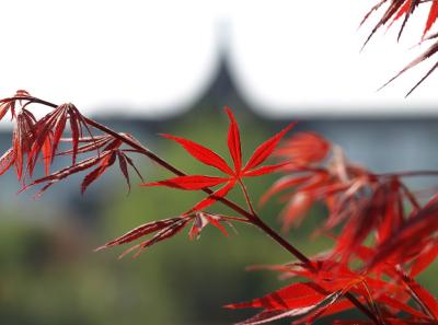 China0081077 Jpg 16262857297 O