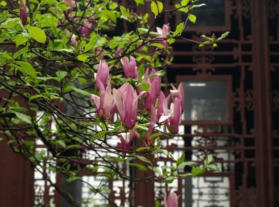 China2010spring 028 Jpg 16448583285 O