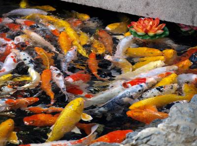 Pa154526 50945188116 O