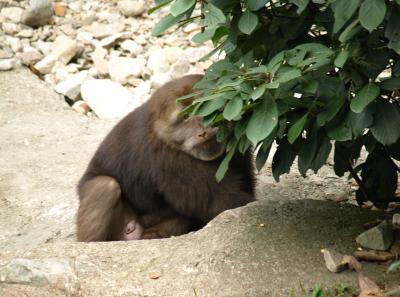 Pa184882 50944502493 O