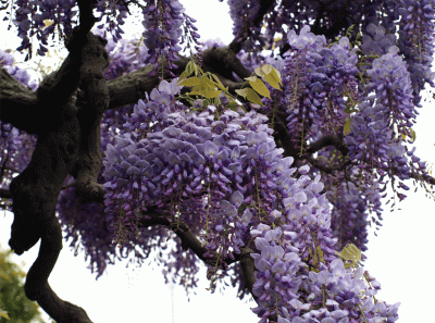 China2008 63s 16271147837 O