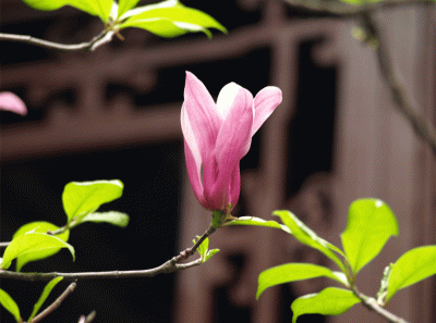 China2008 66s 16455308791 O