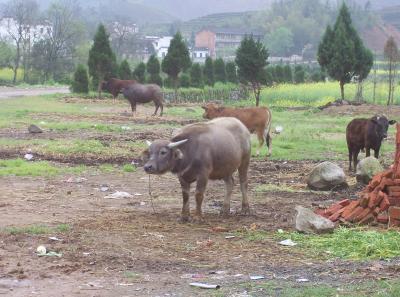 China2007 193 16786448505 O