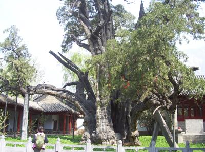 China2007 404 16786453115 O