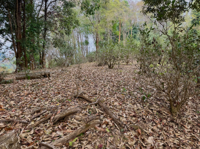 China 2026 March 115