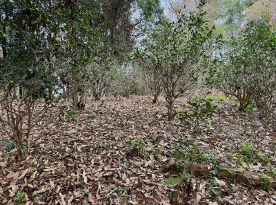 China 2026 March 116