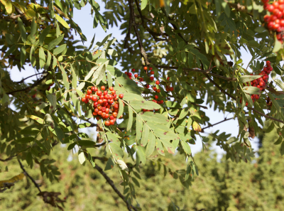 Osmussaar Inipi 26 08 7