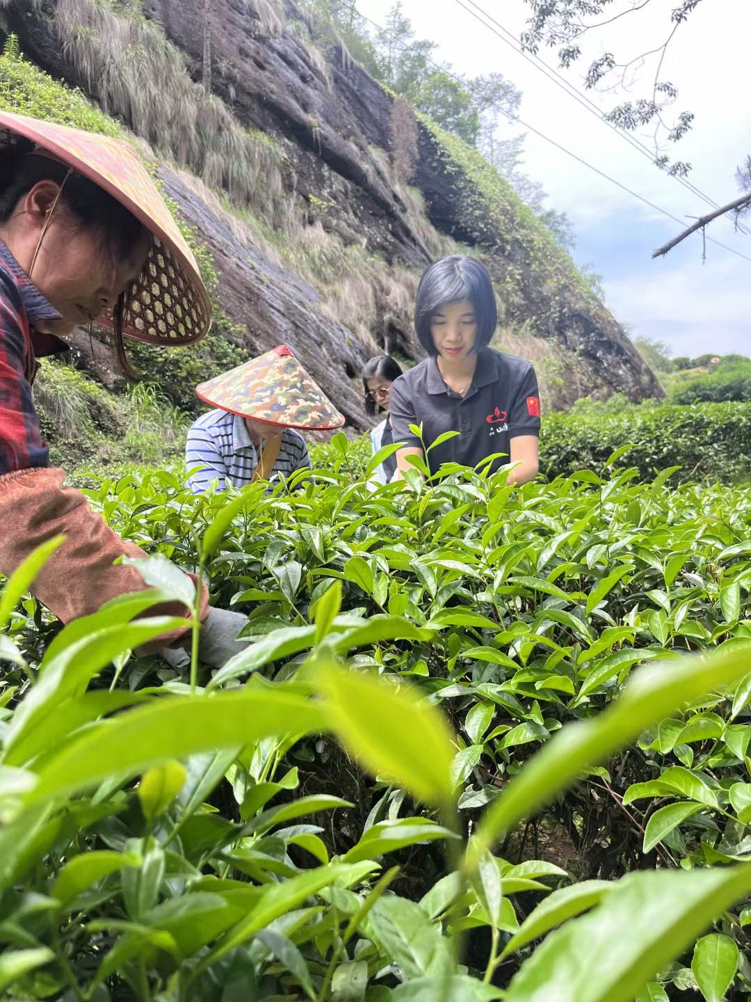 Wuyishan tea 9