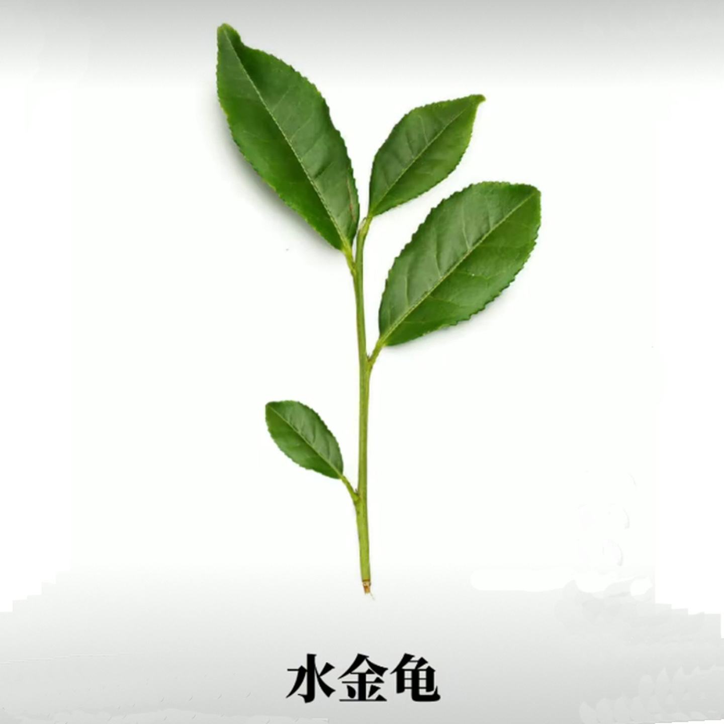 shui jin gui wuyi