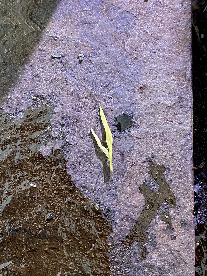 biluochun leaf